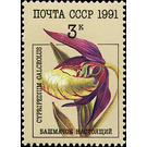 Cypripedium calceolus - Lady's-slipper Orchid - Russia / Soviet Union 1991 - 3