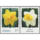 Daffodil - Romania 2020 - 1.90