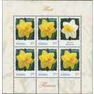 Daffodil - Romania 2020