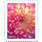 Dahlias (from Booklet Pane) - Canada 2020