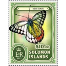 Delias eucharis - Melanesia / Solomon Islands 2017 - 10