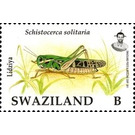 Desert Locust (Schistocerca solitaria) - South Africa / Swaziland 2012