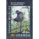 Diademed Monkey (Cercopithecus mitis) - East Africa / Uganda 2017