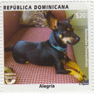 Dog - Caribbean / Dominican Republic 2020