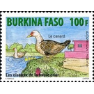 Domestic Duck (Anas platyrhynchos domestica) - West Africa / Burkina Faso 2011 - 100
