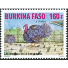 Domesticated Turkey (Meleagris gallopavo) - West Africa / Burkina Faso 2011 - 160