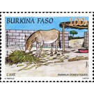 Donkey (Equus asinus asinus) - West Africa / Burkina Faso 2011 - 100