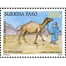 Dromedary (Camelus dromedarius) - West Africa / Burkina Faso 2011 - 300