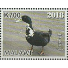 Duck (Bakha) - East Africa / Malawi 2019 - 700