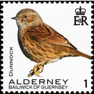 Dunnock - Alderney 2020 - 1