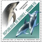 Dusky Dolphin (Lagenorhynchus obscurus) - West Africa / Guinea 2021