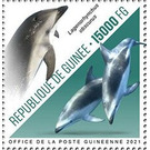 Dusky Dolphin (Lagenorhynchus obscurus) - West Africa / Guinea 2021