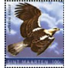 Eastern imperial eagle (Aquila heliaca) - Caribbean / Sint Maarten 2020