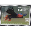 Eclectus Parrot (Eclectus roratus) - Polynesia / Tonga 2020