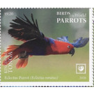 Eclectus Parrot (Eclectus roratus) - Polynesia / Tonga 2020