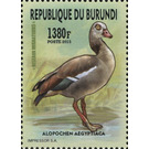Egyptian Goose (Alopochen aegyptiaca) - East Africa / Burundi 2016