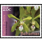 Encyclia fehlingii - Caribbean / Bahamas 2019 - 25