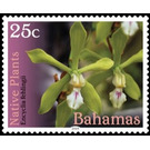 Encyclia fehlingii - Caribbean / Bahamas 2019 - 25