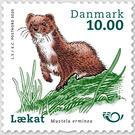Ermine (Mustela erminea) - Denmark 2020 - 10
