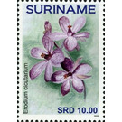 Erodium cicutarium - South America / Suriname 2020 - 10