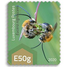 Eucera nigrescens - Luxembourg 2020