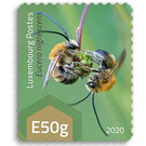 Eucera nigrescens - Luxembourg 2020