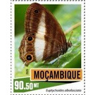 Euptychoides albofasciata - East Africa / Mozambique 2020 - 90.50