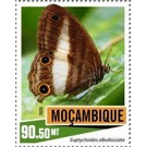 Euptychoides albofasciata - East Africa / Mozambique 2020 - 90.50