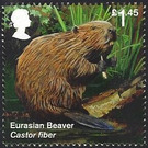 Eurasian Beaver (Castor fiber) - United Kingdom 2018 - 1.45