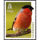 Eurasian Bullfinch (Pyrrhula pyrrhula) - Guernsey 2019 - 66