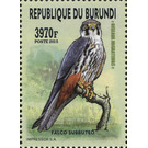 Eurasian Hobby (Falco subbuteo) - East Africa / Burundi 2016