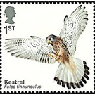 Eurasian Kestrel (Falco tinnunculus) - United Kingdom 2019