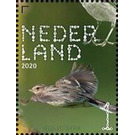 Eurasian Skylark (Alauda arvensis) - Netherlands 2020 - 1