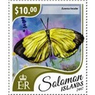 Eurema hecabe - Melanesia / Solomon Islands 2017 - 40