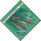 European Anchovy (Engraulis encrasicolus) - Russia / Soviet Union 1991 - 15