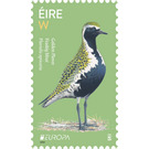 European Golden Plover (Pluvialis apricaria) - Ireland 2019