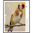 European Goldfinch (Carduelis carduelis) - Guernsey 2019 - 80