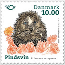 European Hedgehog (Erinaceus europaeus) - Denmark 2020 - 10