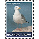 European Herring Gull (Larus argentatus) - East Africa / Uganda 2014