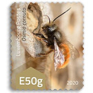 European Orchard Bee (Osmia cornuta) - Luxembourg 2020