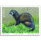 European Polecat (Mustela putorius) - Luxembourg 2021 - 1.05