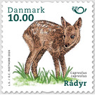European roe deer (Capreolus capreolus) - Denmark 2020 - 10