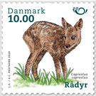 European roe deer (Capreolus capreolus) - Denmark 2020 - 10