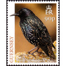 European Starling (Sturnus vulgaris) - Guernsey 2019 - 90