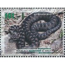 European Viper (Vipera berus) - Macedonia / North Macedonia 2020 - 101