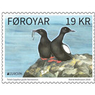 Faroese Black Guillemot (Cepphus grylle faroeensis) - Faroe Islands 2019 - 19