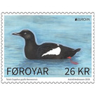 Faroese Black Guillemot (Cepphus grylle faroeensis) - Faroe Islands 2019 - 26