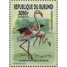 Flamingo (Phoenicopterus roseus) - East Africa / Burundi 2016