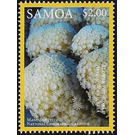 Flower Pot Coral (Alveopora excelsa) - Polynesia / Samoa 2016 - 2