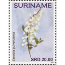 Flowers - South America / Suriname 2021